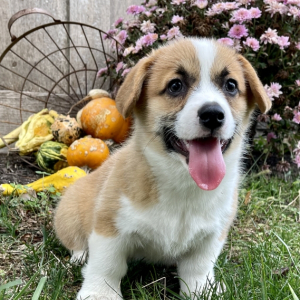 Pembroke Welsh Corgi Puppy Brenda