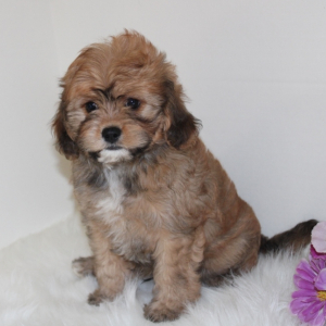 Cavapoo Puppy Shadow