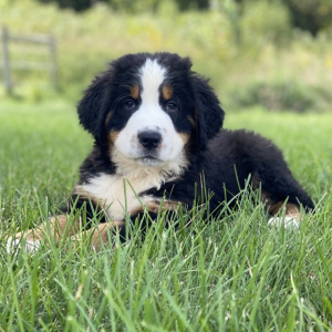 Bernese Mountain Dog Puppy Moose