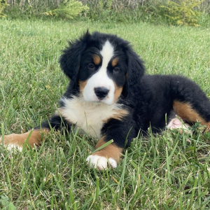 Bernese Mountain Dog Puppy Parker