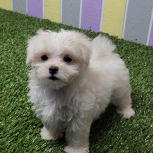 Maltese Puppy Kiwi