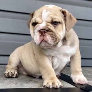Bulldog Puppy Hank