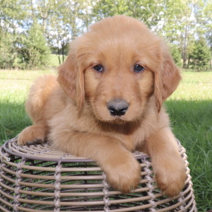 Golden Retriever Puppy Lantz