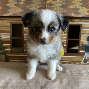 Australian Shepherd Puppy Bukki