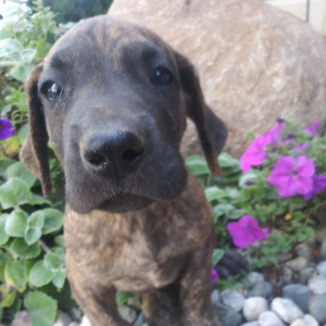 Great Dane Puppy Brandy