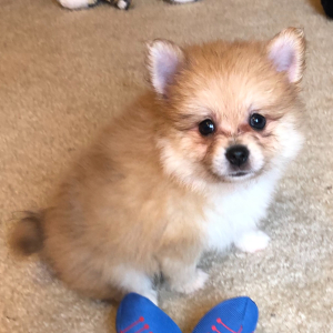 Pomeranian Puppy Rider