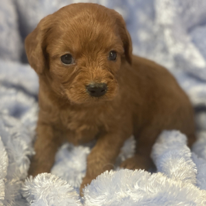 Cavapoo Puppy Tank