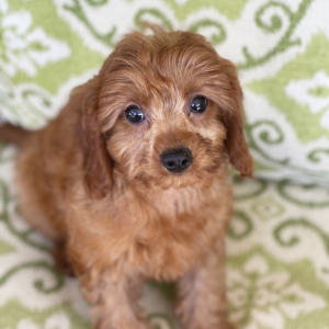 Cavapoo Puppy Tank