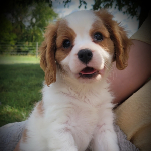 Cavalier King Charles Spaniel Puppy Jackson