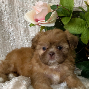 Shih Tzu Puppy Lucy