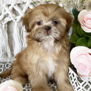 Shih Tzu Puppy Lucy