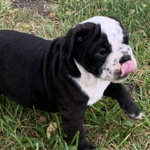 Bulldog Puppy Flash