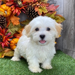 Havanese Puppy Jane