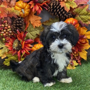 Havanese Puppy Jewel