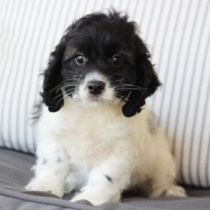 Cockapoo Puppy Sidney