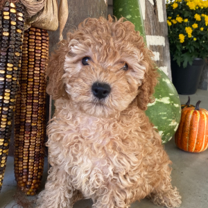 Goldendoodle Puppy Flora