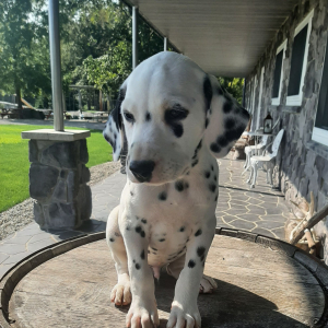 Dalmatian Puppy Chase