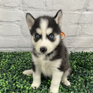 Siberian Husky Puppy Kathy