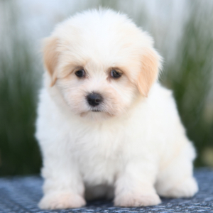 Havanese Puppy Cinderella