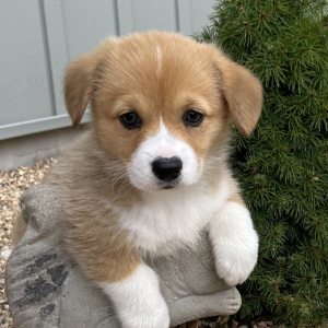 Pembroke Welsh Corgi Puppy Sage