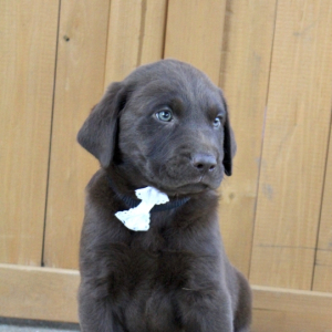 Labrador Retriever Puppy Cooper