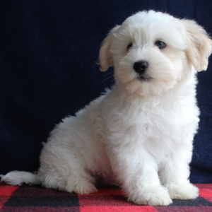 Havanese Puppy David