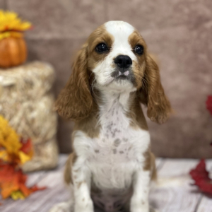 Cavalier King Charles Spaniel Puppy Eli