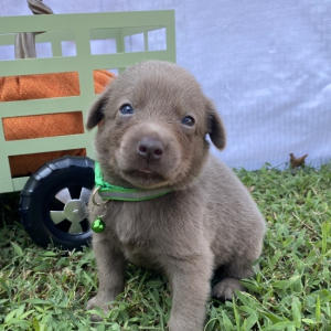 Labrador Retriever Puppy Cade