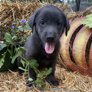 Labrador Retriever Puppy Tank
