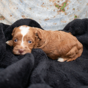 Cavapoo Puppy Faith