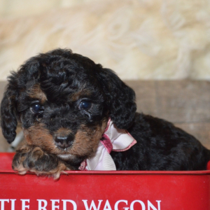 Bernedoodle Puppy Josie Faye