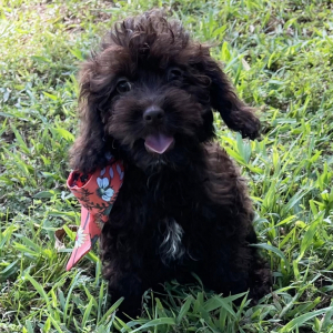 Cockapoo Puppy Ginger