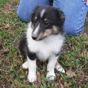 Shetland Sheepdog Puppy Carl