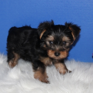 Yorkshire Terrier Puppy Lincoln