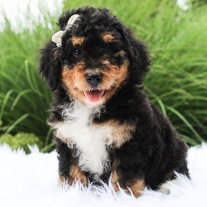 Bernedoodle Puppy Faye