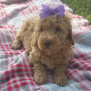Goldendoodle Puppy Maggie