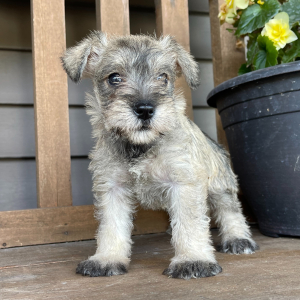 Miniature Schnauzer Puppy Daisy