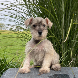 Miniature Schnauzer Puppy Daisy