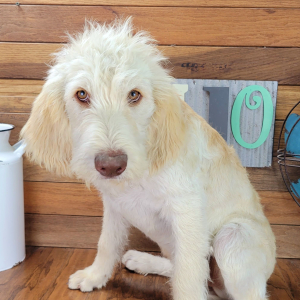 Labradoodle Puppy Jasmine