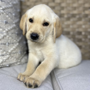 Labrador Retriever Puppy Ruger