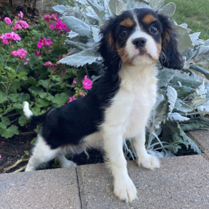 Cavalier King Charles Spaniel Puppy Trent