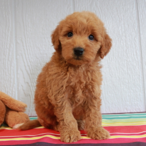 Goldendoodle Puppy Jeriah