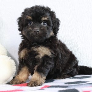Bernedoodle Puppy Libby