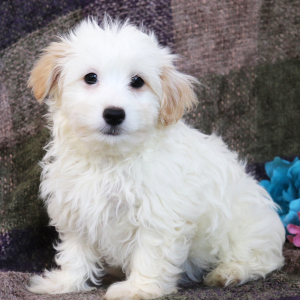 Havanese Puppy Bo