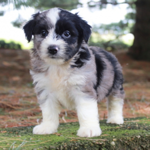 Aussiedoodle Puppy Coco