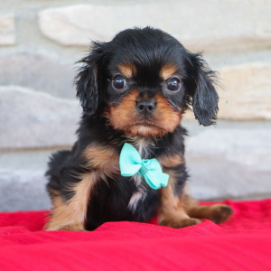 Cavalier King Charles Spaniel Puppy Silas