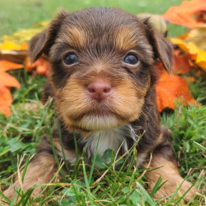 Yorkshire Terrier Puppy LeRoy