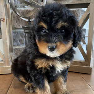 Bernedoodle Puppy Brooke