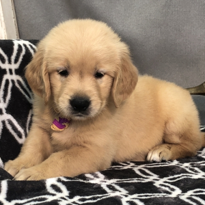 Golden Retriever Puppy Shelby
