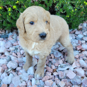 Goldendoodle Puppy Sally